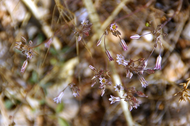 Allium lojaconoi photo 7