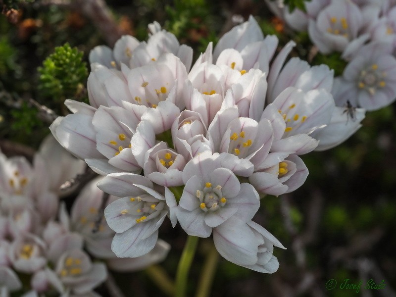 Allium longanum