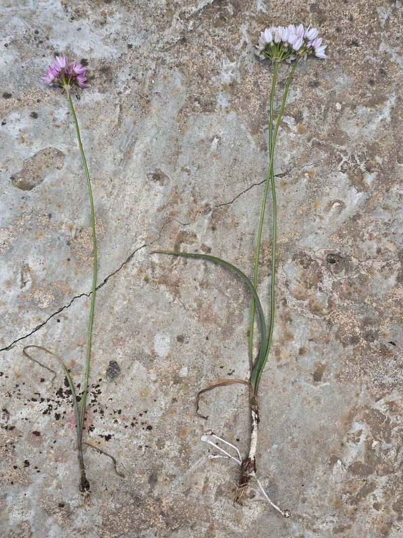 Allium longanum photo 2