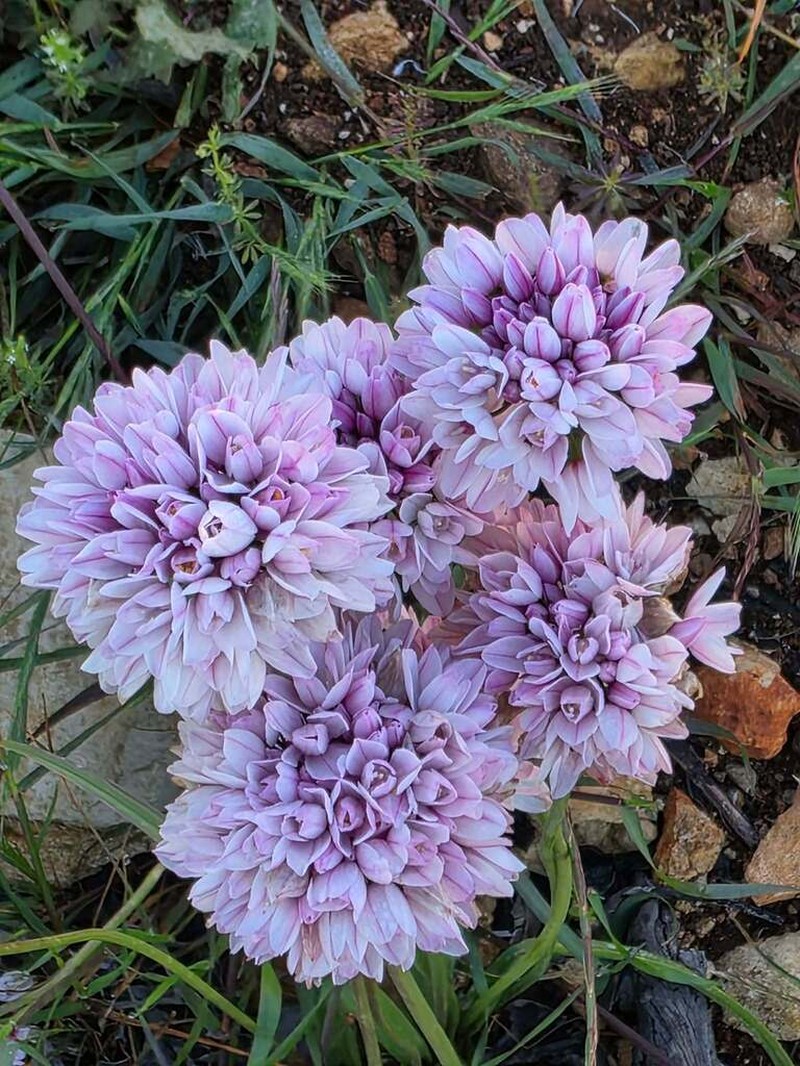Allium longanum photo 3