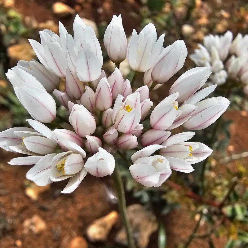 Allium longanum photo 4