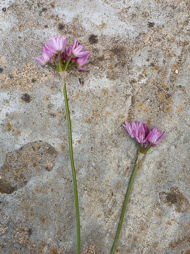 Allium longanum photo 6