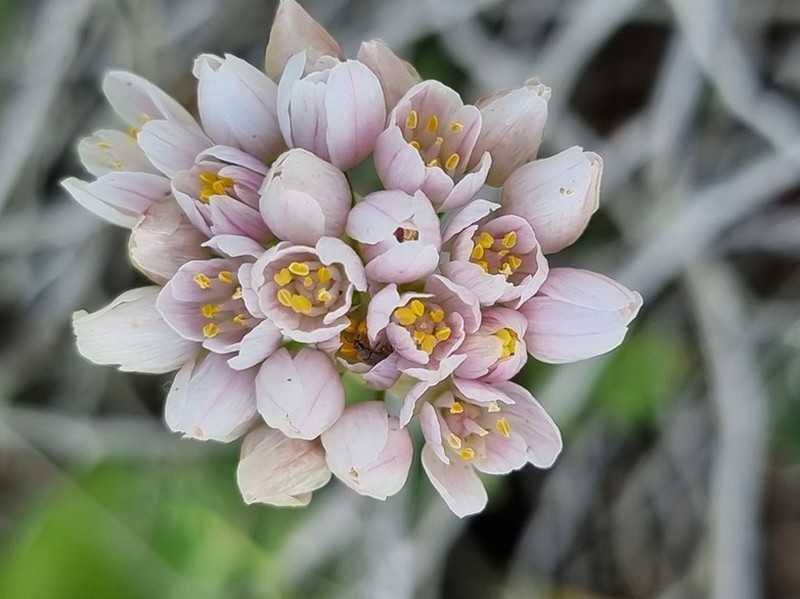 Allium longanum photo 7