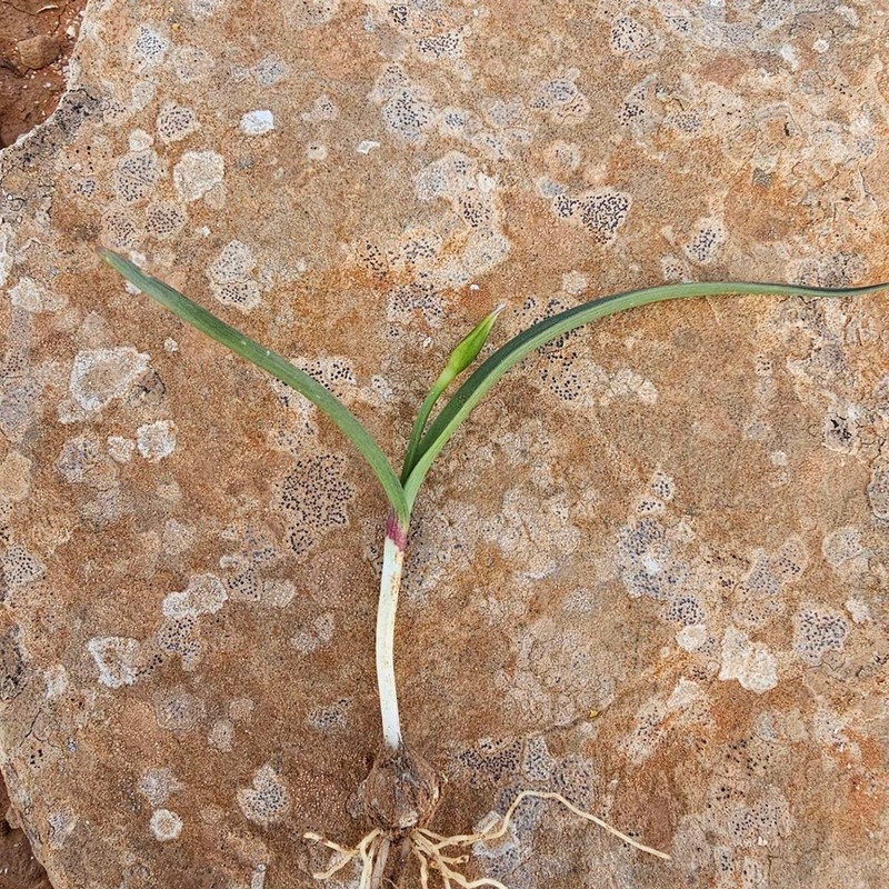 Allium longanum photo 8