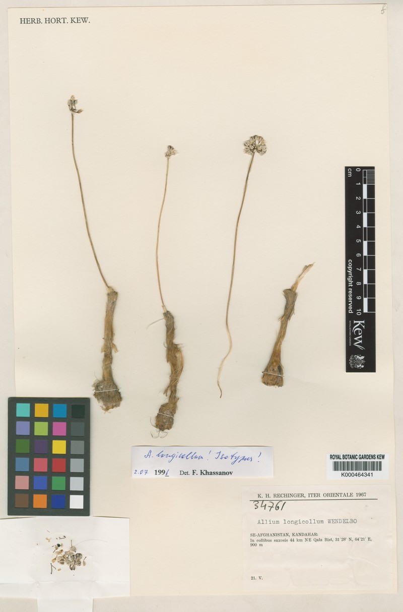 Allium longicollum