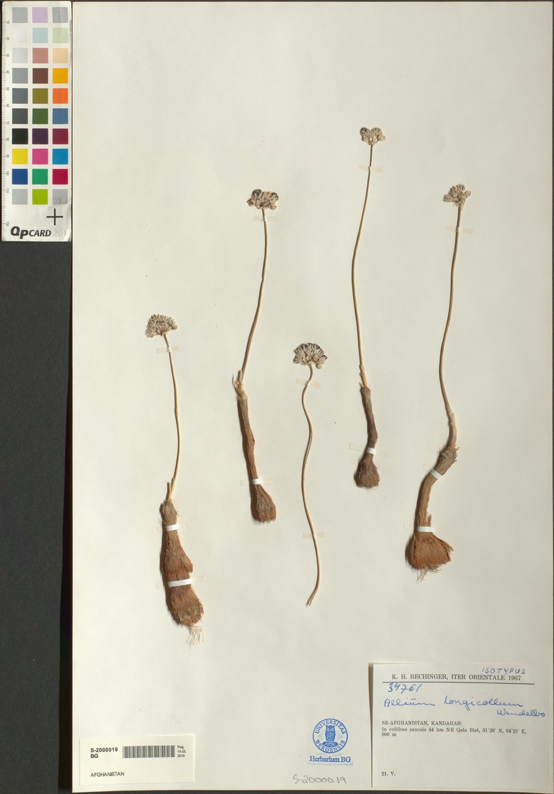 Allium longicollum photo 2