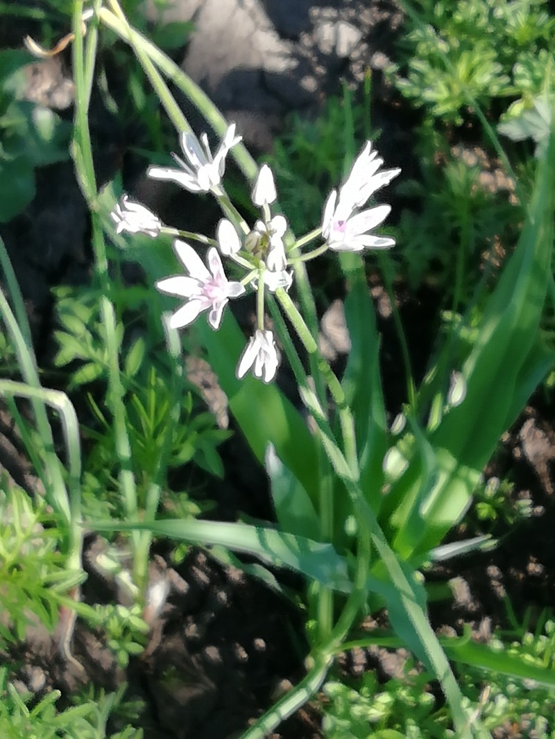 Kunth's Onion