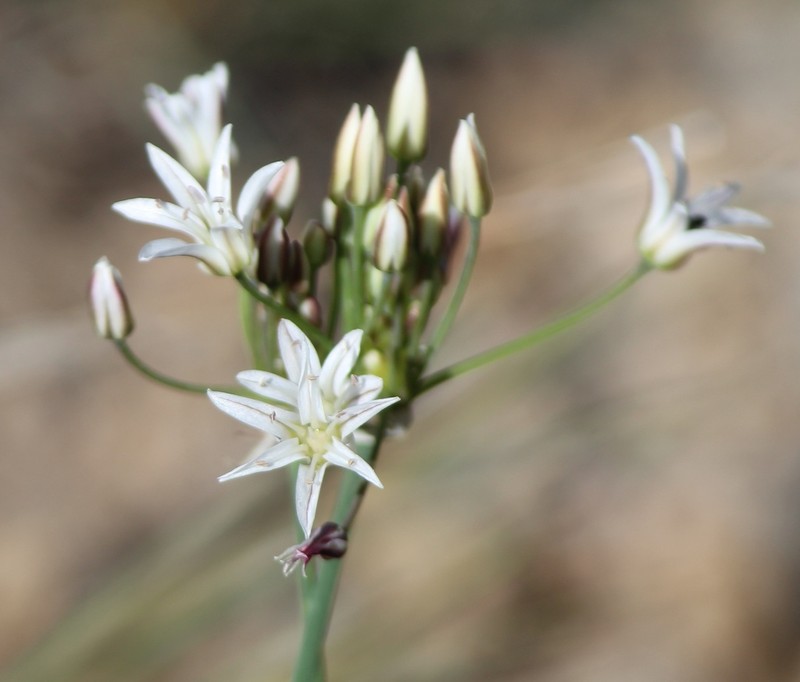 Kunth's Onion photo 2