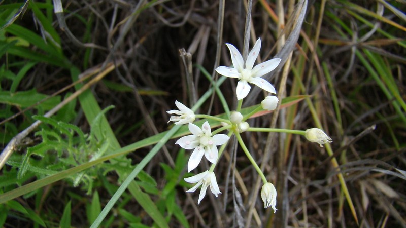 Kunth's Onion photo 3