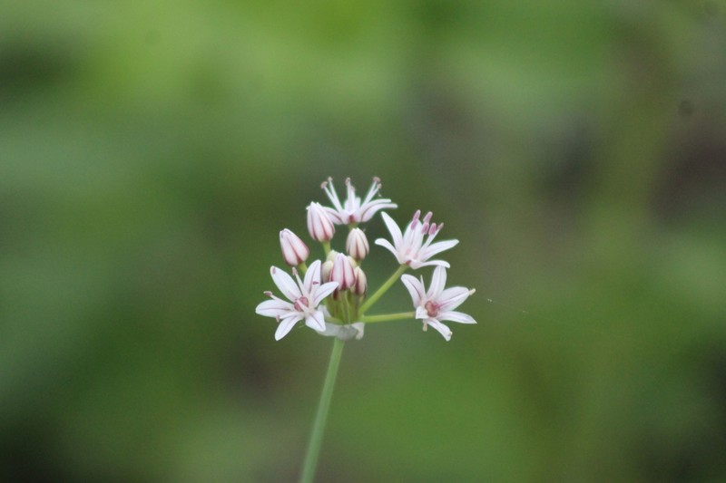 Kunth's Onion photo 5