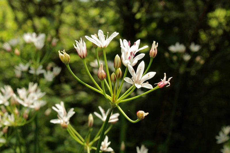 Kunth's Onion photo 6