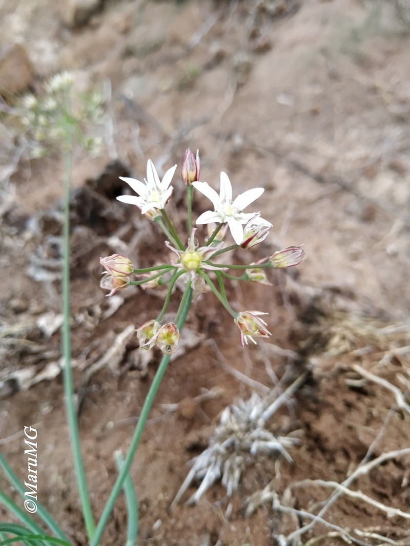 Kunth's Onion photo 7