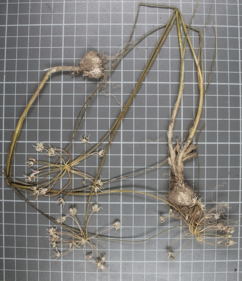 Kunth's Onion photo 8