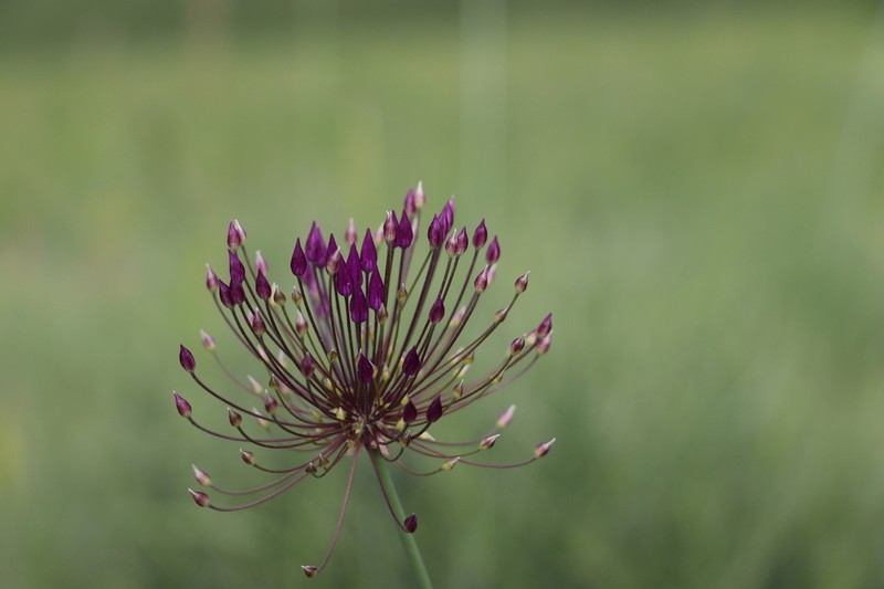 Allium longiradiatum photo 2