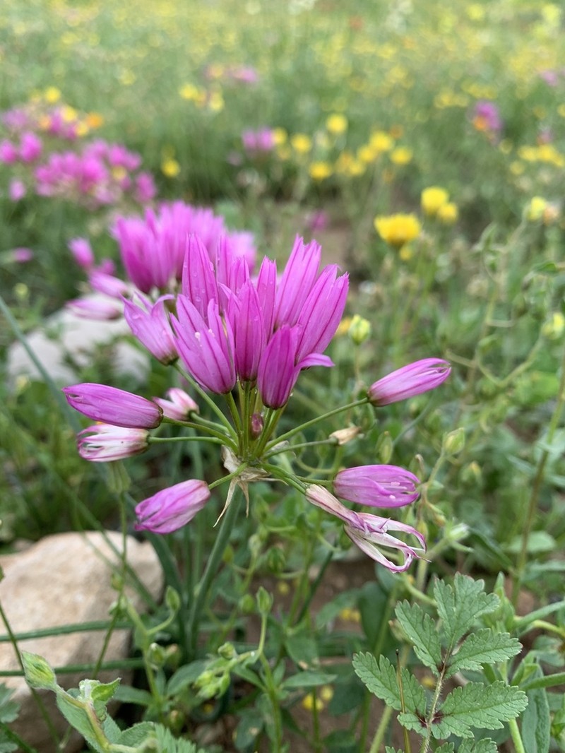 Allium longisepalum