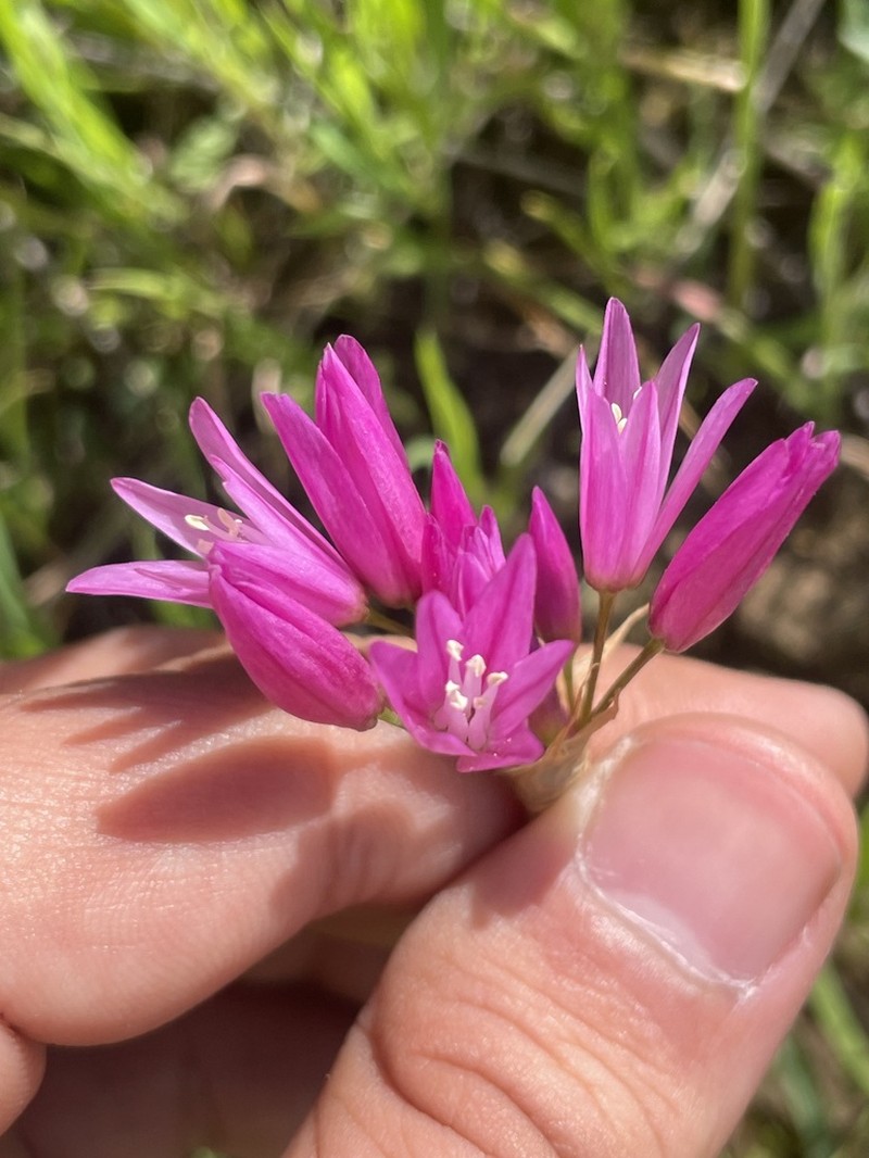 Allium longisepalum photo 2