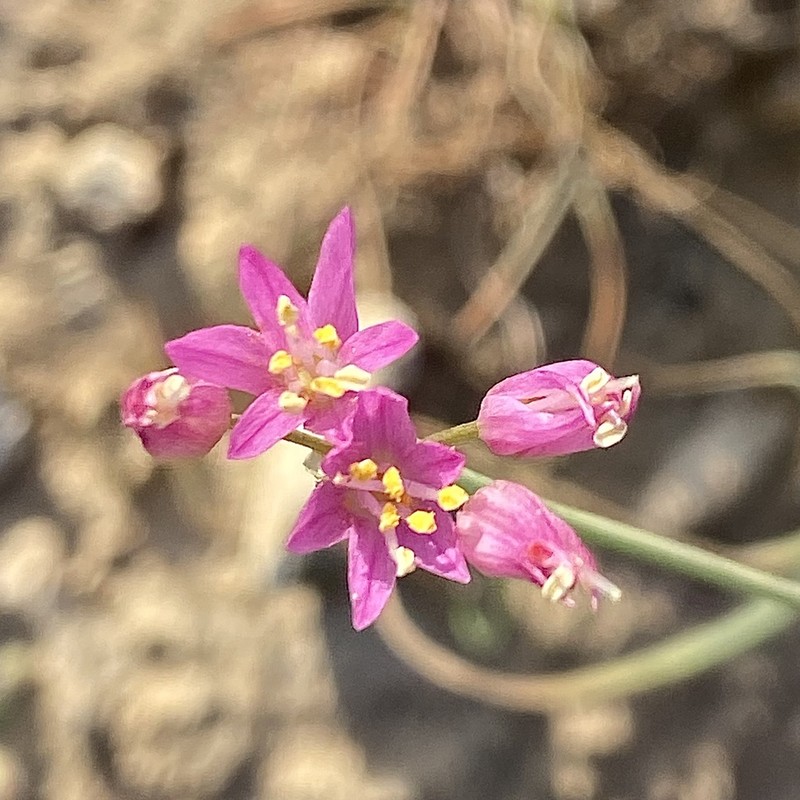 Allium longisepalum photo 3