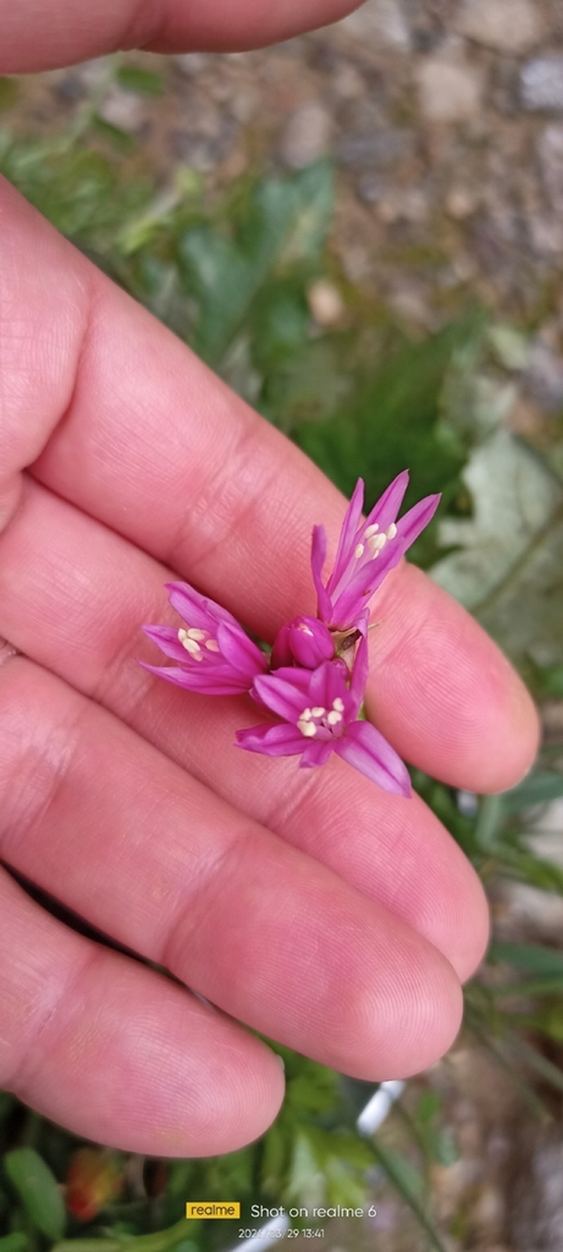 Allium longisepalum photo 4