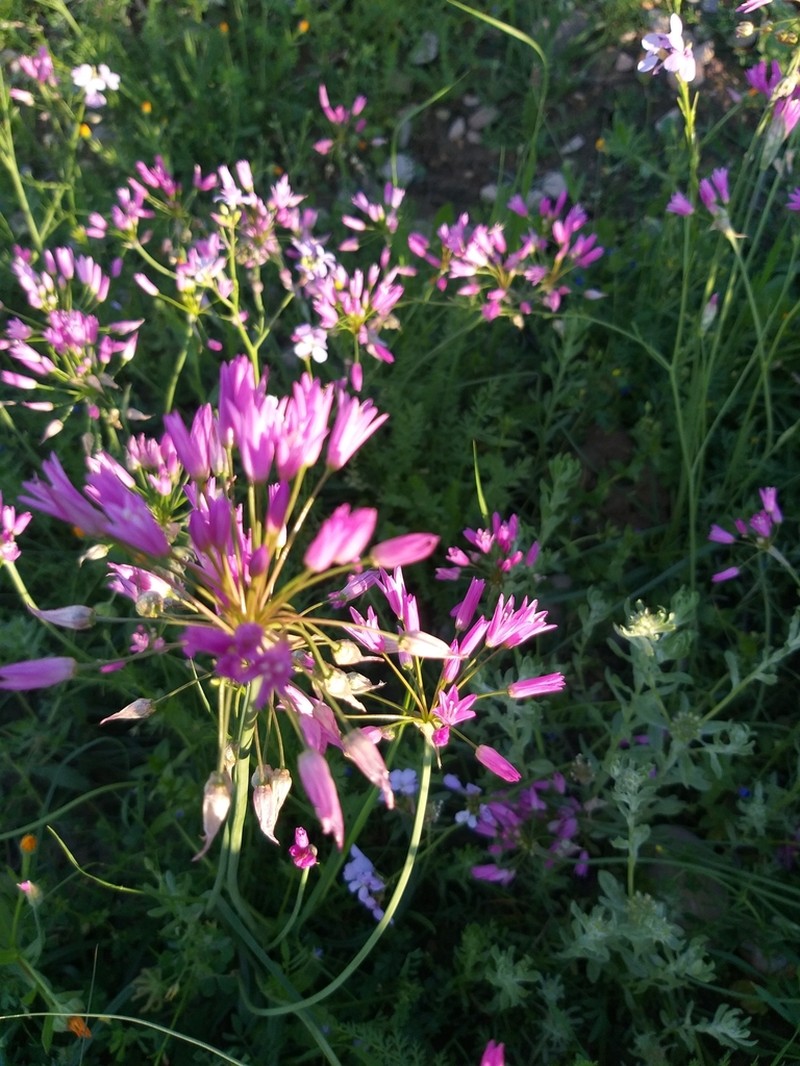 Allium longisepalum photo 5