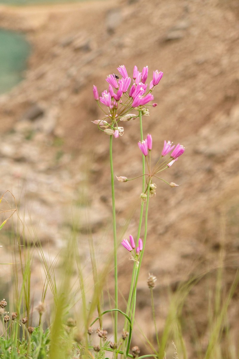 Allium longisepalum photo 6