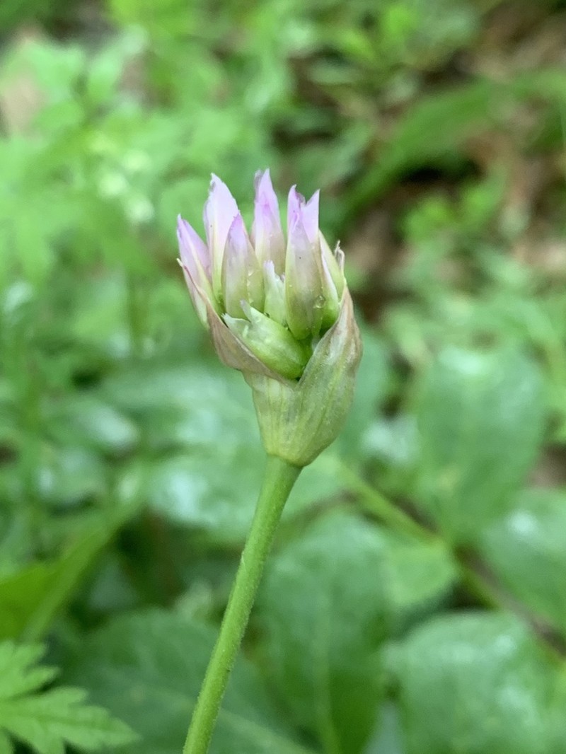 Allium longisepalum photo 7