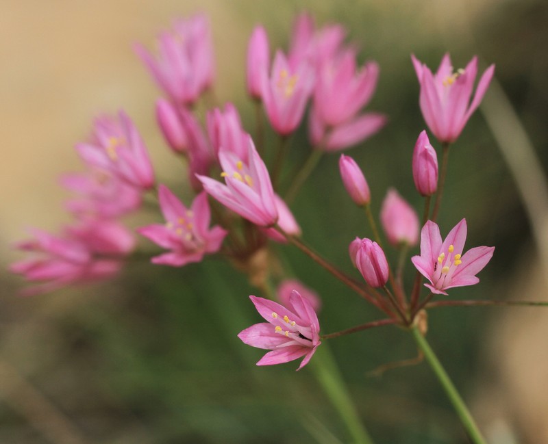 Allium longisepalum photo 8