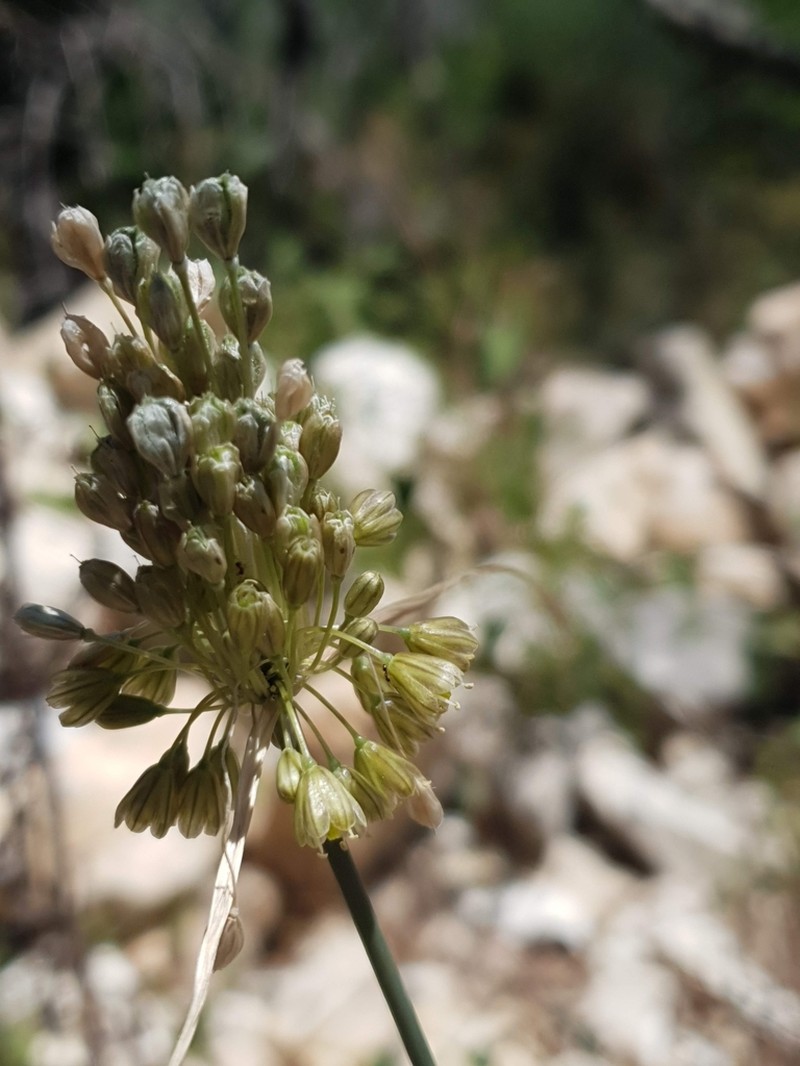 Allium longispathum photo 2