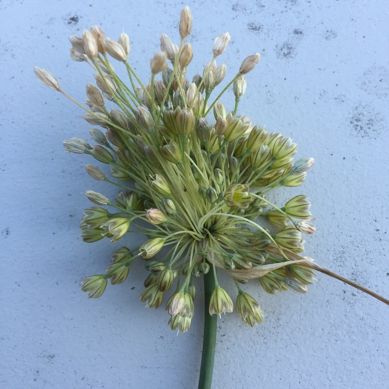 Allium longispathum photo 3
