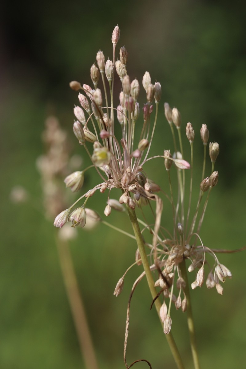 Allium longispathum photo 4