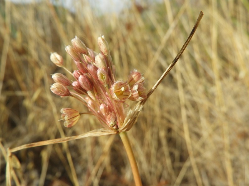 Allium longispathum photo 5