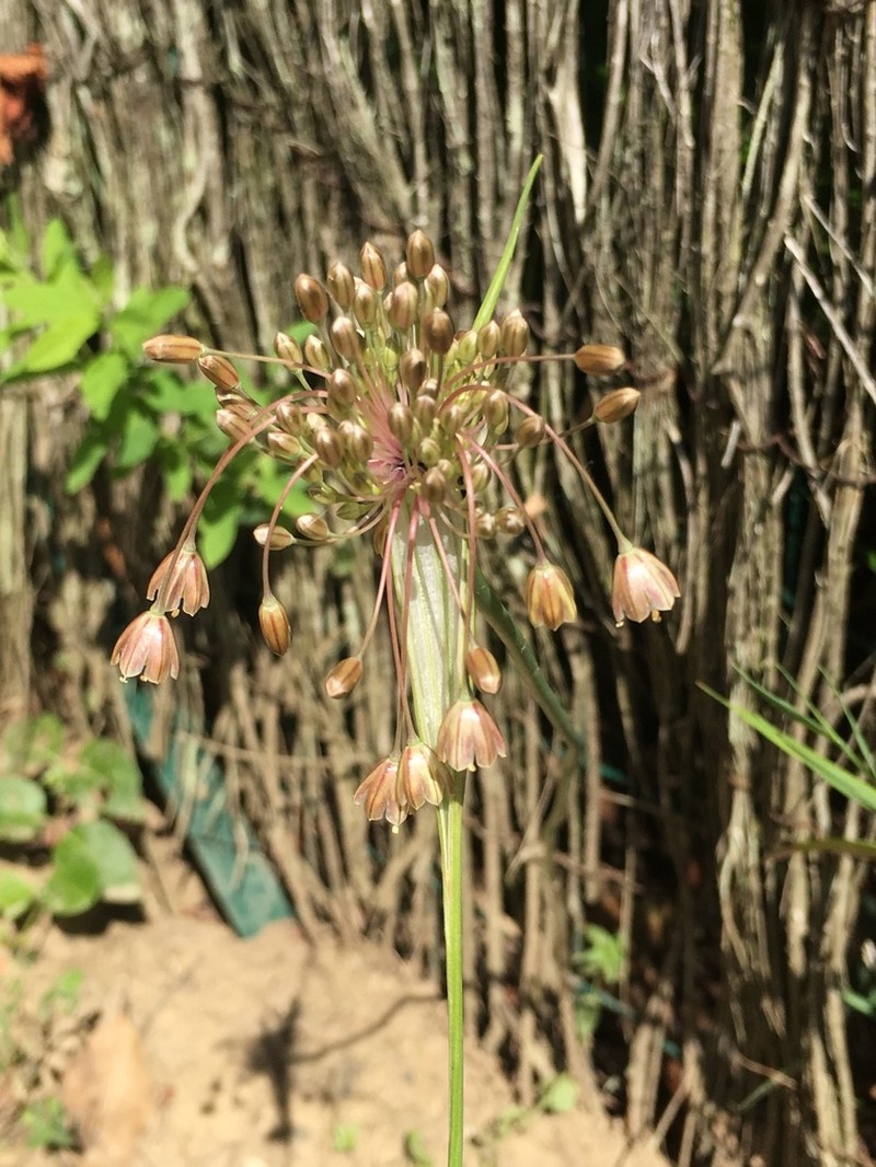 Allium longispathum photo 6