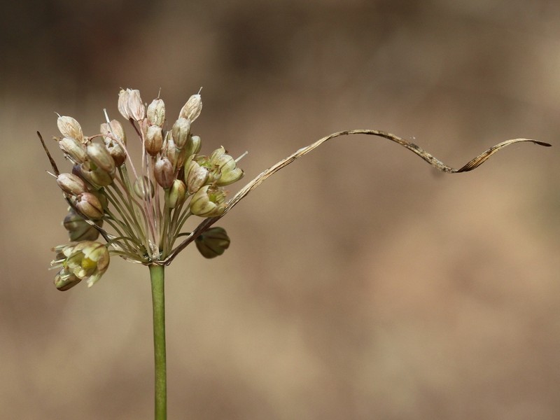Allium longispathum photo 7