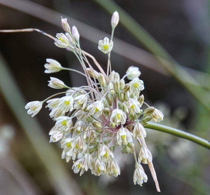 Allium longispathum photo 8