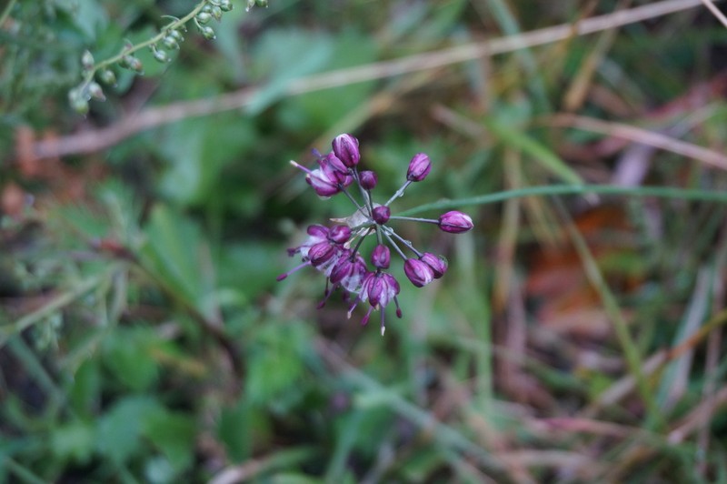 Allium longistylum