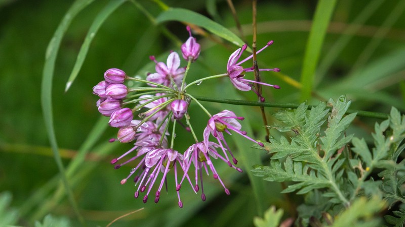 Allium longistylum photo 3