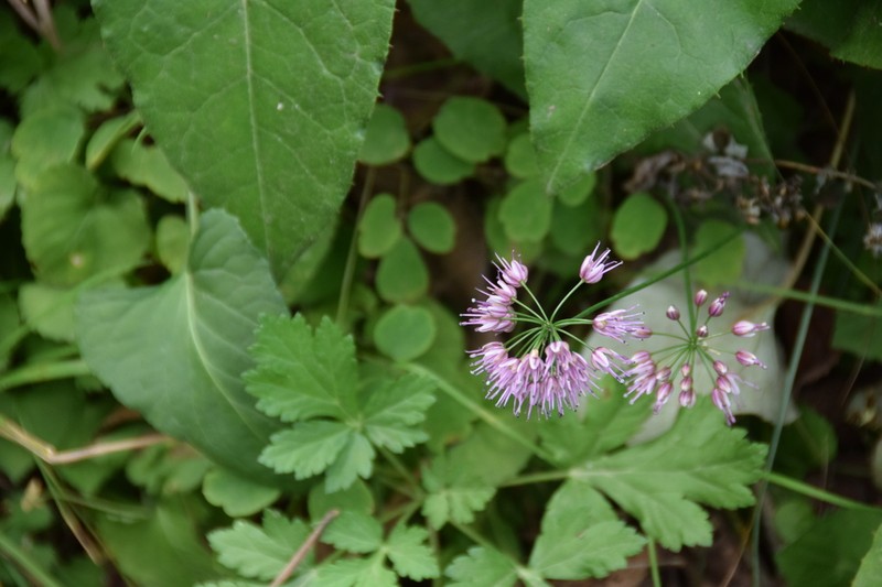 Allium longistylum photo 4