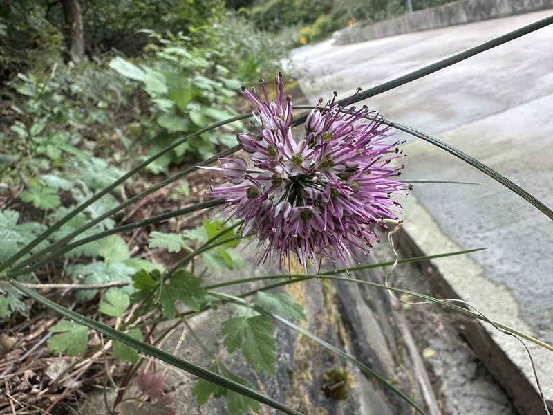Allium longistylum photo 6