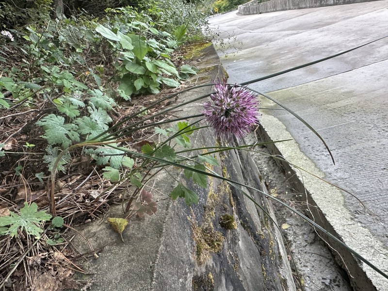 Allium longistylum photo 7