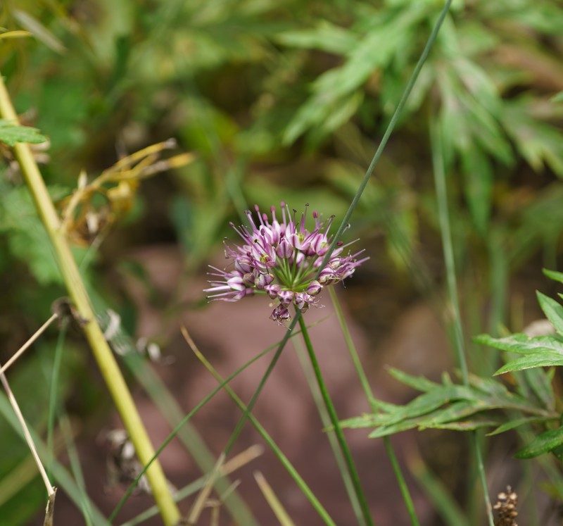 Allium longistylum photo 8