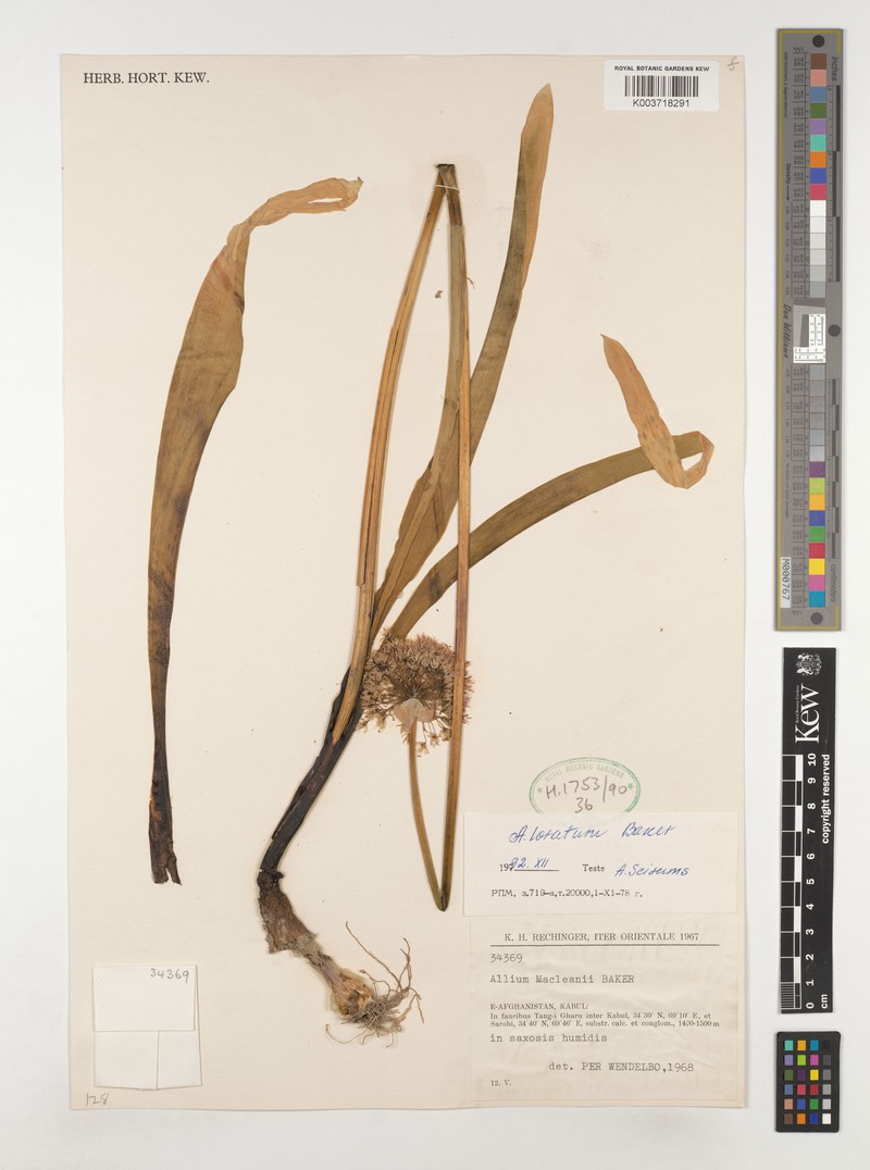 Allium loratum