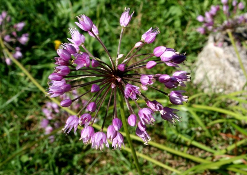 Allium lusitanicum