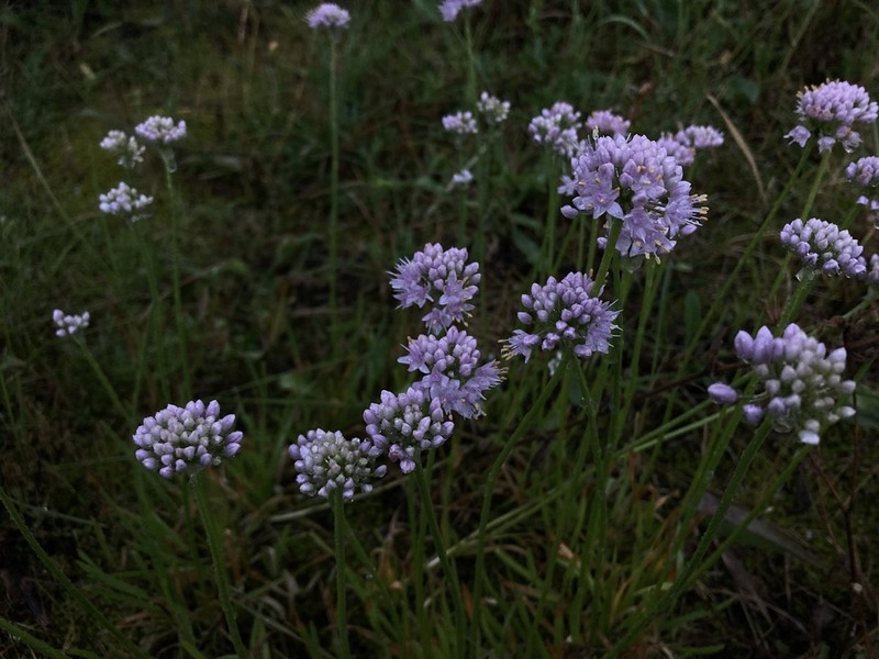 Allium lusitanicum photo 2