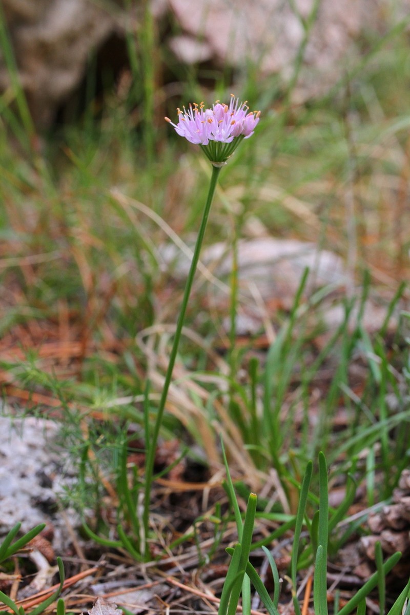 Allium lusitanicum photo 3