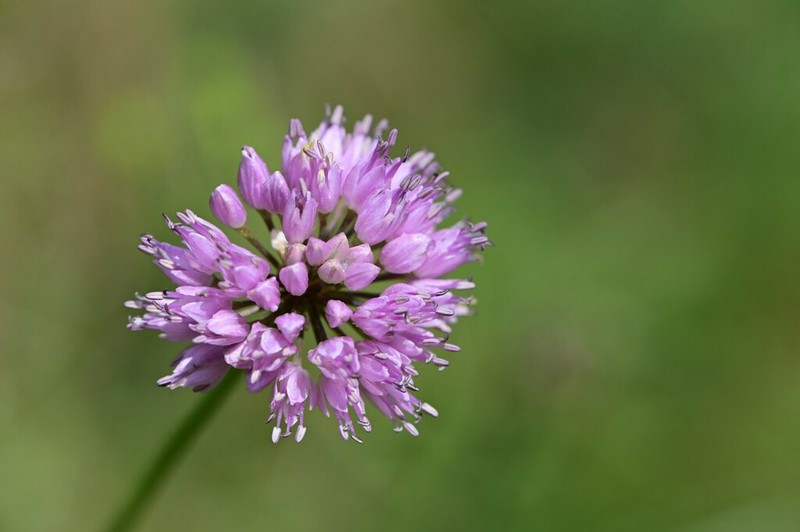 Allium lusitanicum photo 4