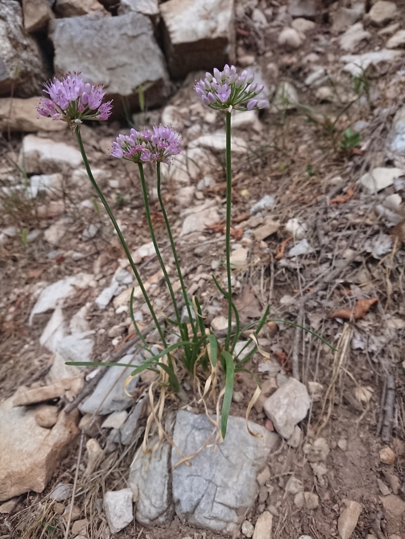 Allium lusitanicum photo 5