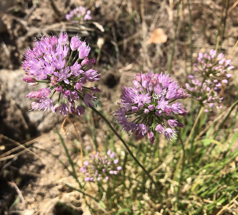 Allium lusitanicum photo 6