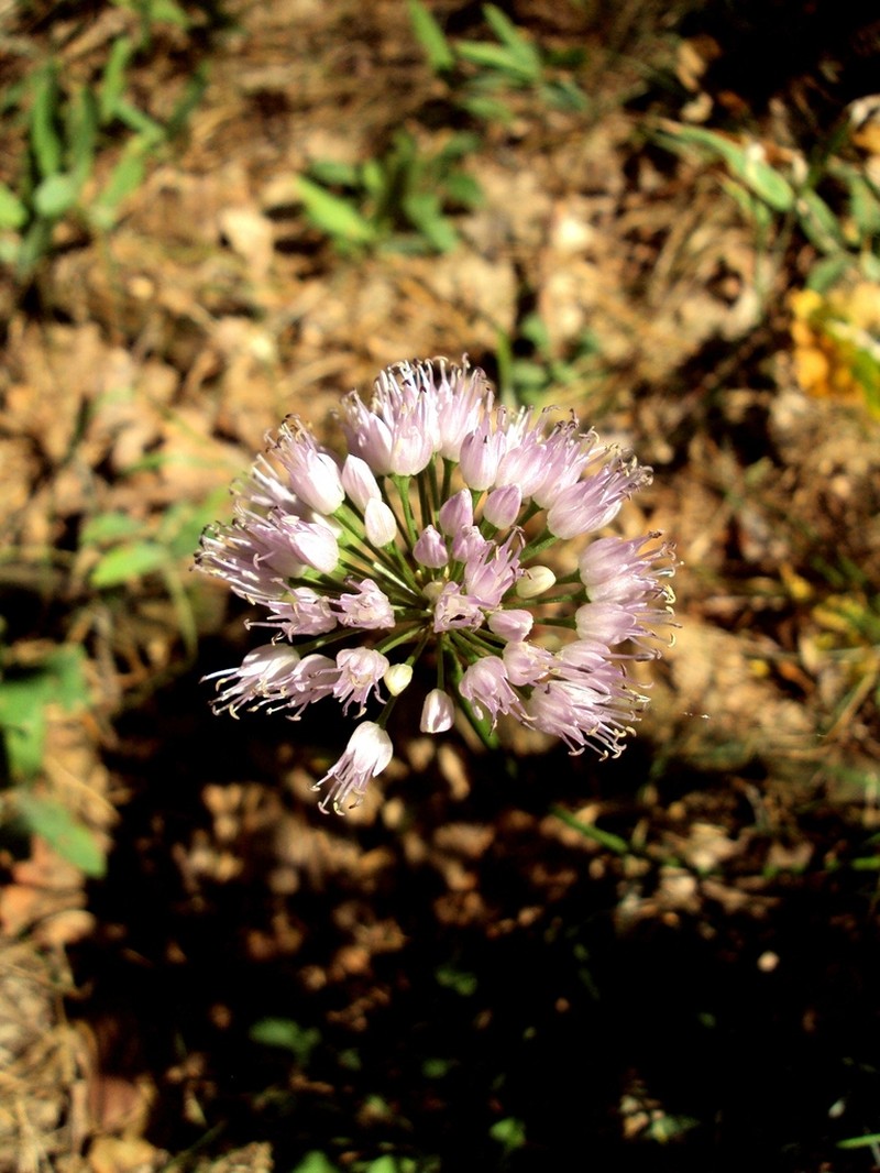 Allium lusitanicum photo 7