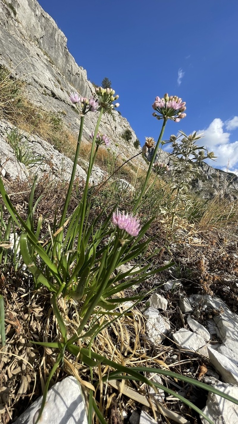 Allium lusitanicum photo 8