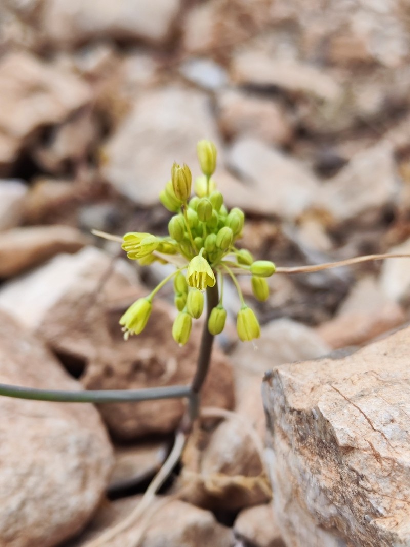 Allium luteolum