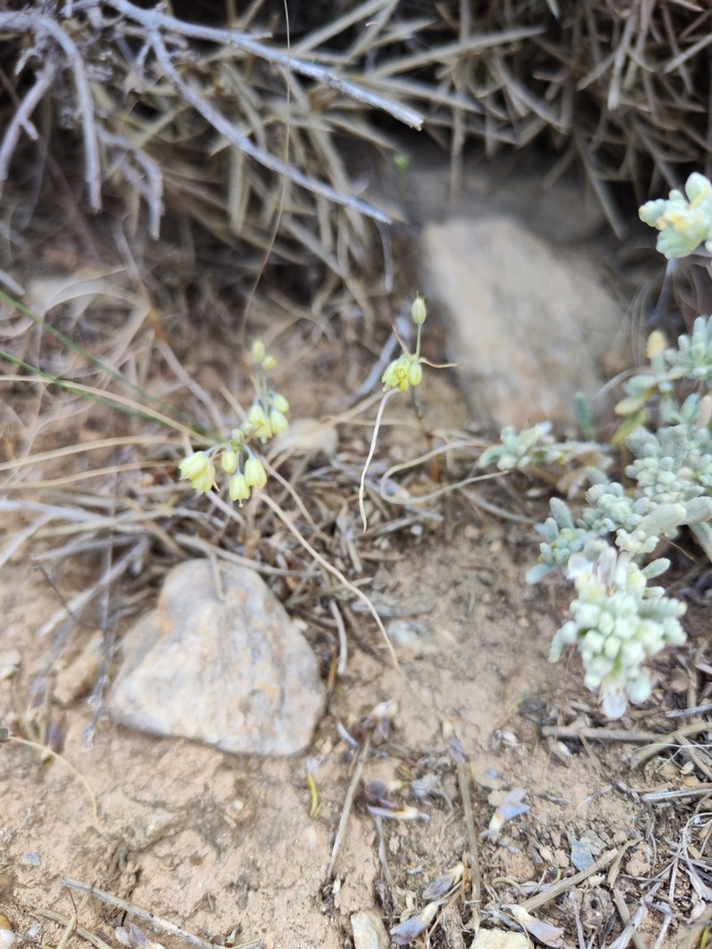Allium luteolum photo 3